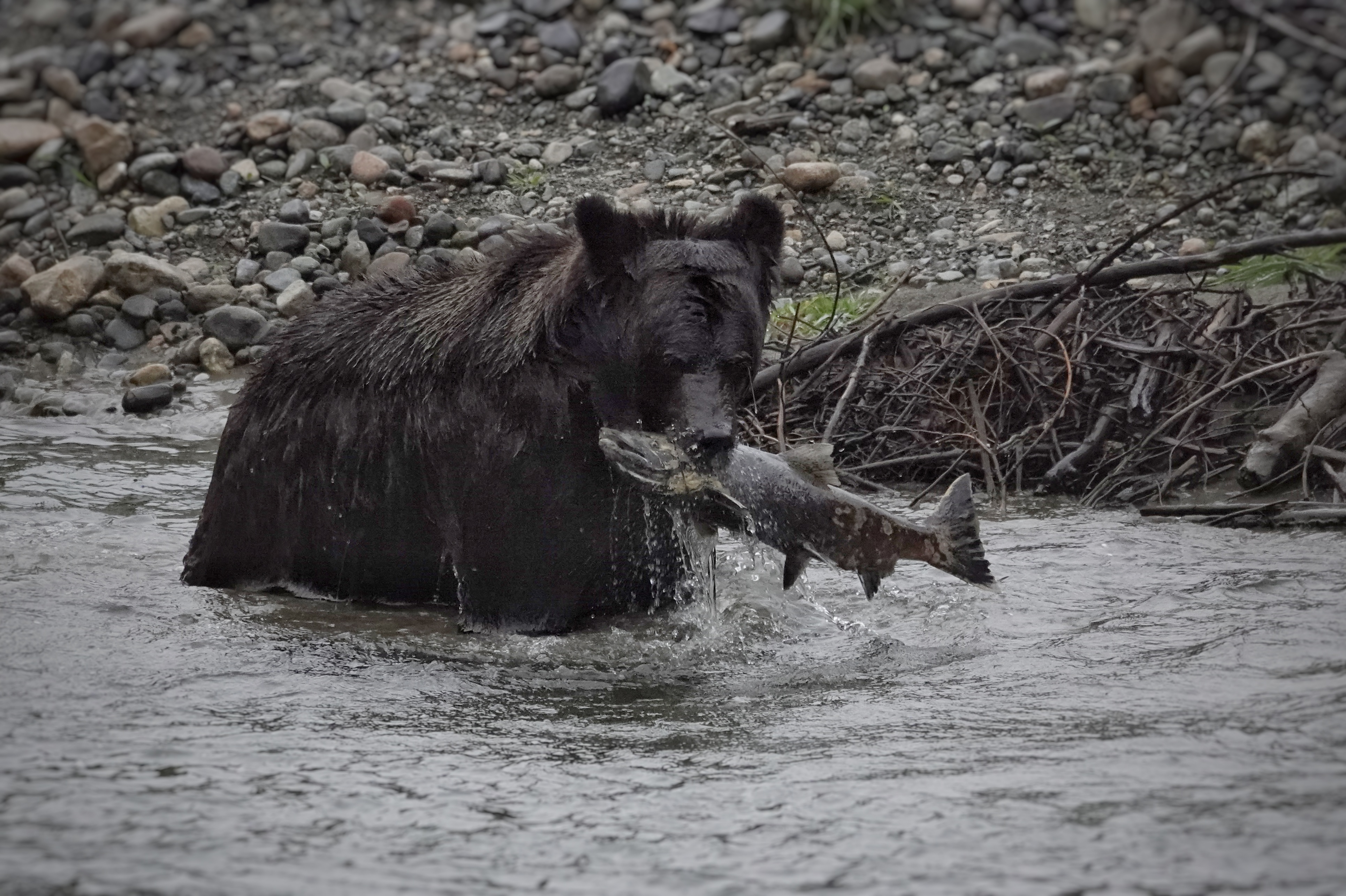 Grizzly pêchant le saumon à Bella Coola